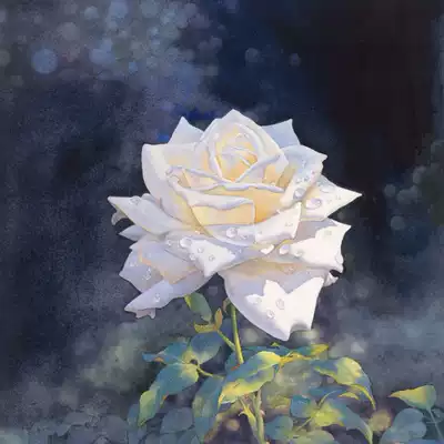 Huang Weiwei watercolor rose line manuscript pencil texture 300g Rubens elegant fine lines beginner coloring novice