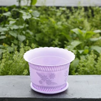 Lotus Purple