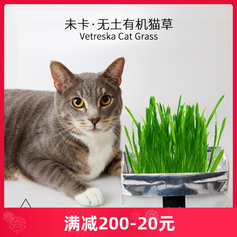 Amazing Cat Grass Unka VETRESKA No home-made organic Mao hydroponic paper bags Cat Grass Cat Snacks