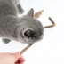 2 miếng Cat Snacks Cats Molar Stick Cat Cung cấp thực phẩm Gỗ Scorpion Pet Snacks Cat Cat Natural