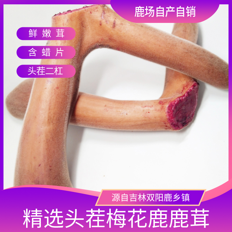 Jilin Mayflower deer antler whole branches fresh antler head stubble two bars antler with blood antler slice fresh antler