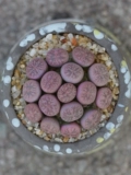 Caiyan Jade Polysone Raw Stane Flower Ass Цветочный камень цветочный мясо мясной растение Мясо