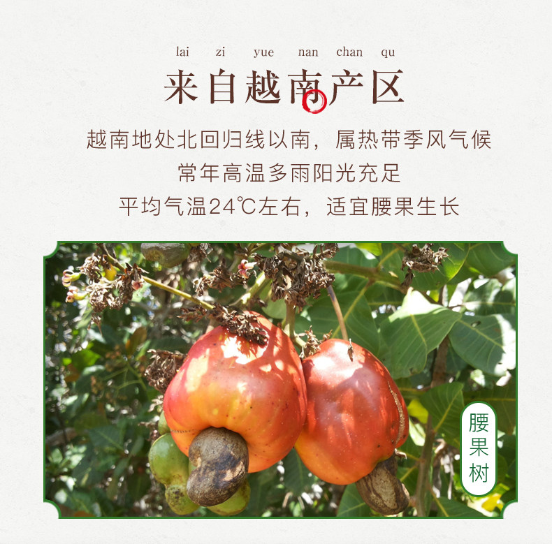 姚生记 紫衣腰果仁 518g 罐装 图3