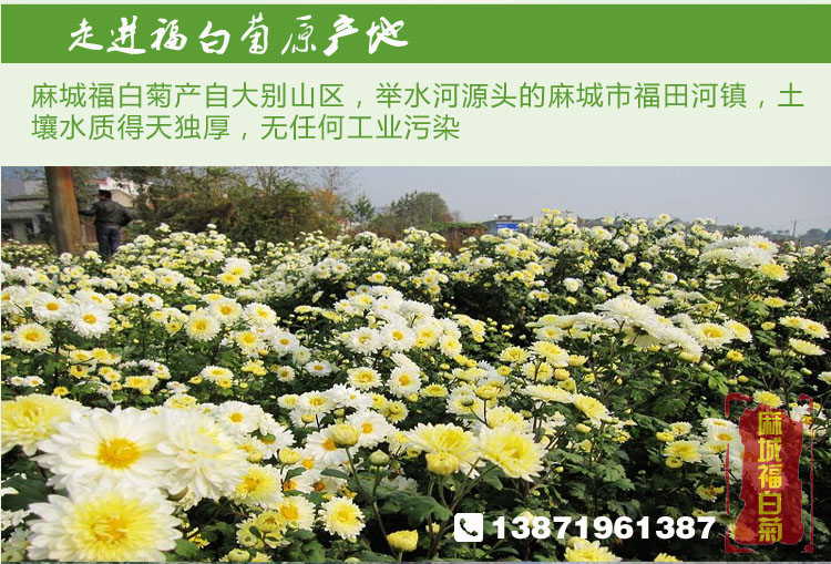 麻城胎菊批发 福田河散装胎菊王批发 福白菊胎菊花土特产菊花茶