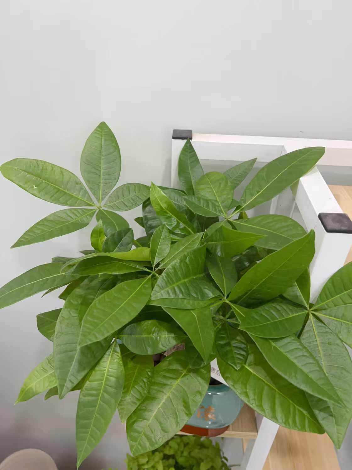 大盆三杆發財樹盆栽綠植室內開業招財植物中式盆景四季常青好養