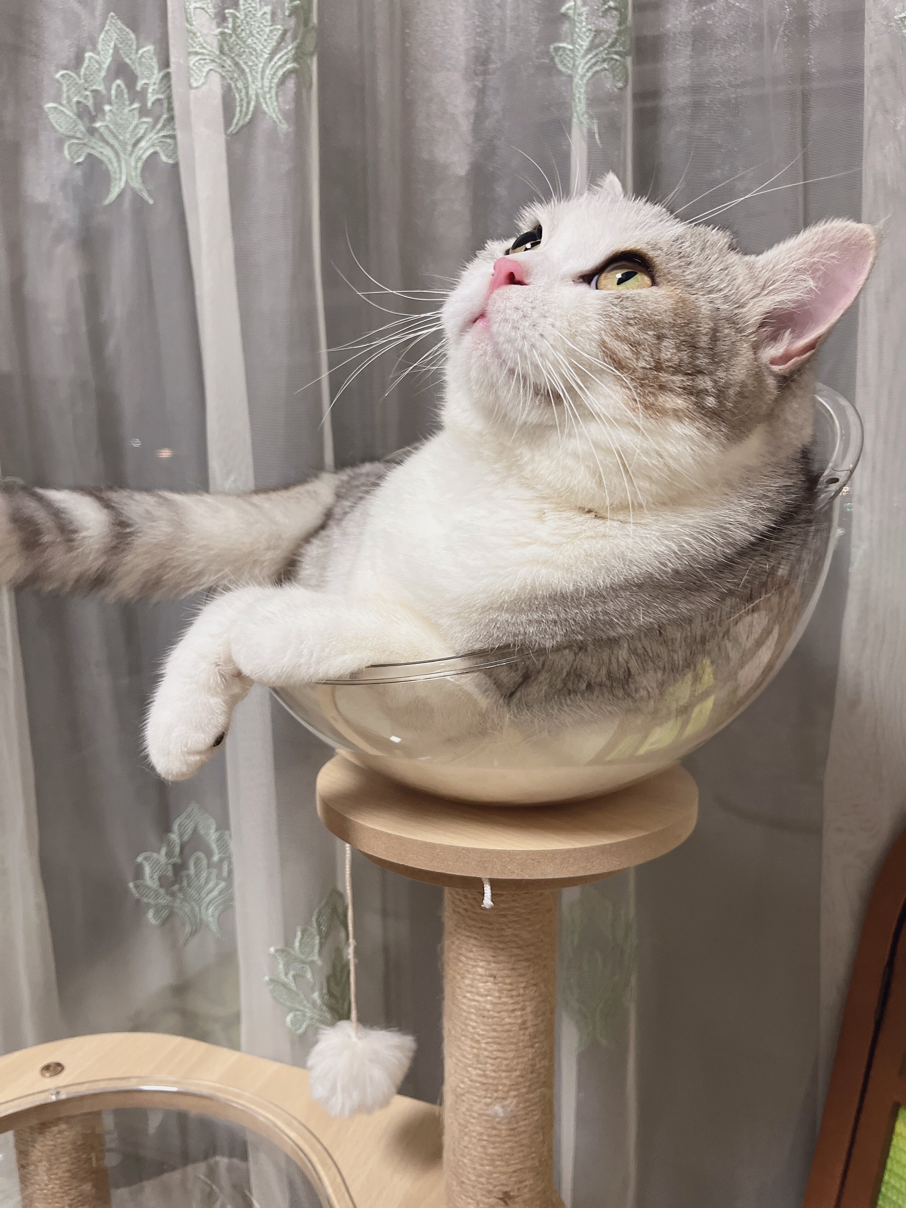 猫爬架小户型不占地猫窝太空舱逗猫玩具一体猫爬树立式猫抓板跳台-淘宝