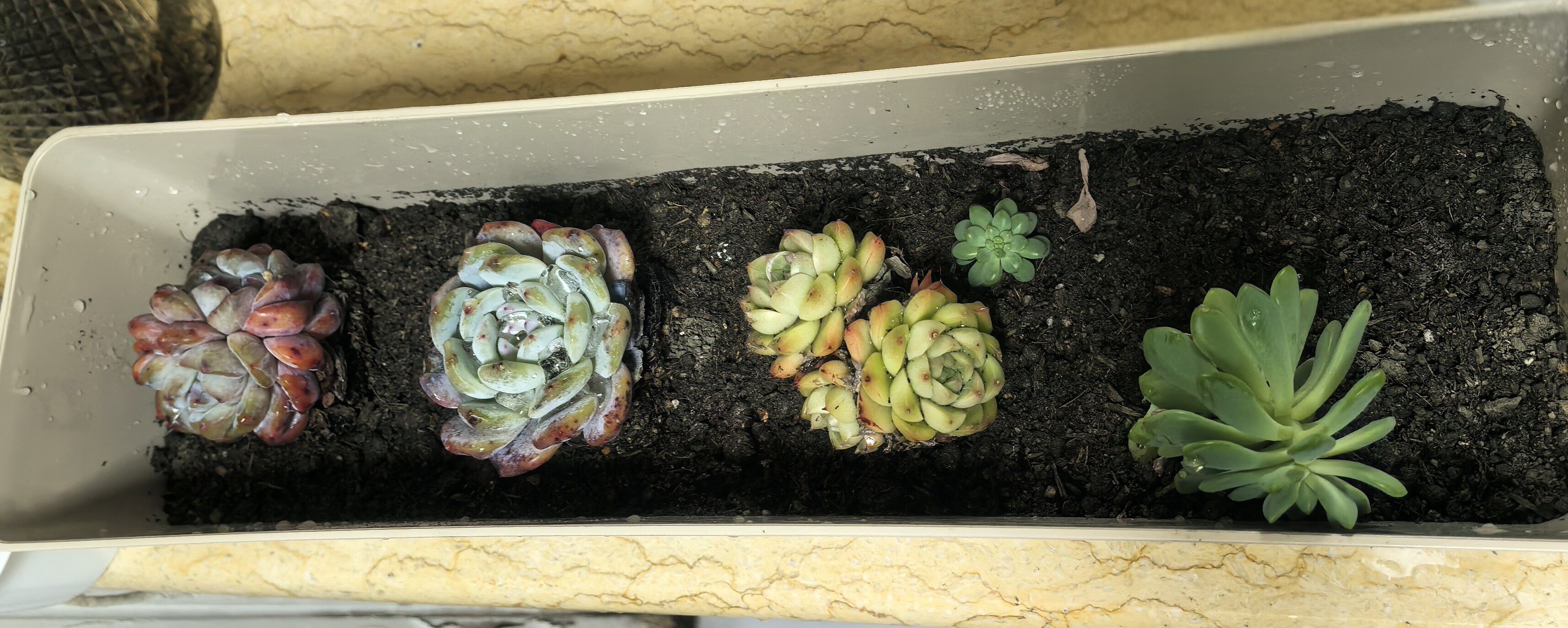 長條型多肉花盆專用窄邊細長窗臺種植塑料陽臺花盆盆栽