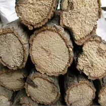 Oak unicorn fairy play beetle pocket beetle egg-laying wooden shovel beetle play wood mat special wood safe and not insecticide