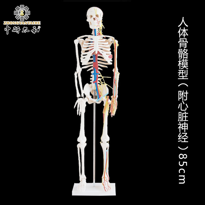 Human skeleton with heart and blood vessel model 85CM human skeleton model human joint skeleton model