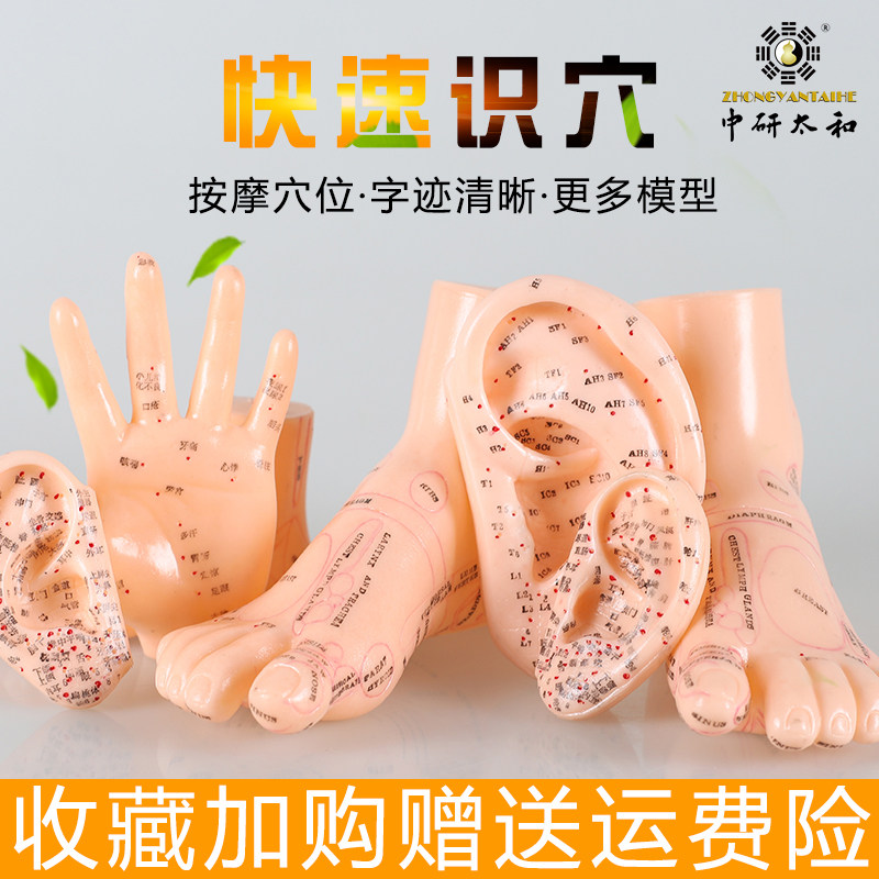 耳穴反射区 耳反模型 针灸针 足部反射手部反射标准耳穴模型 耳模