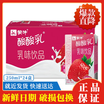 Mengniu yogurt strawberry flavor 250mlx24 box childrens breakfast milk drink 4 PCs# SPLA#