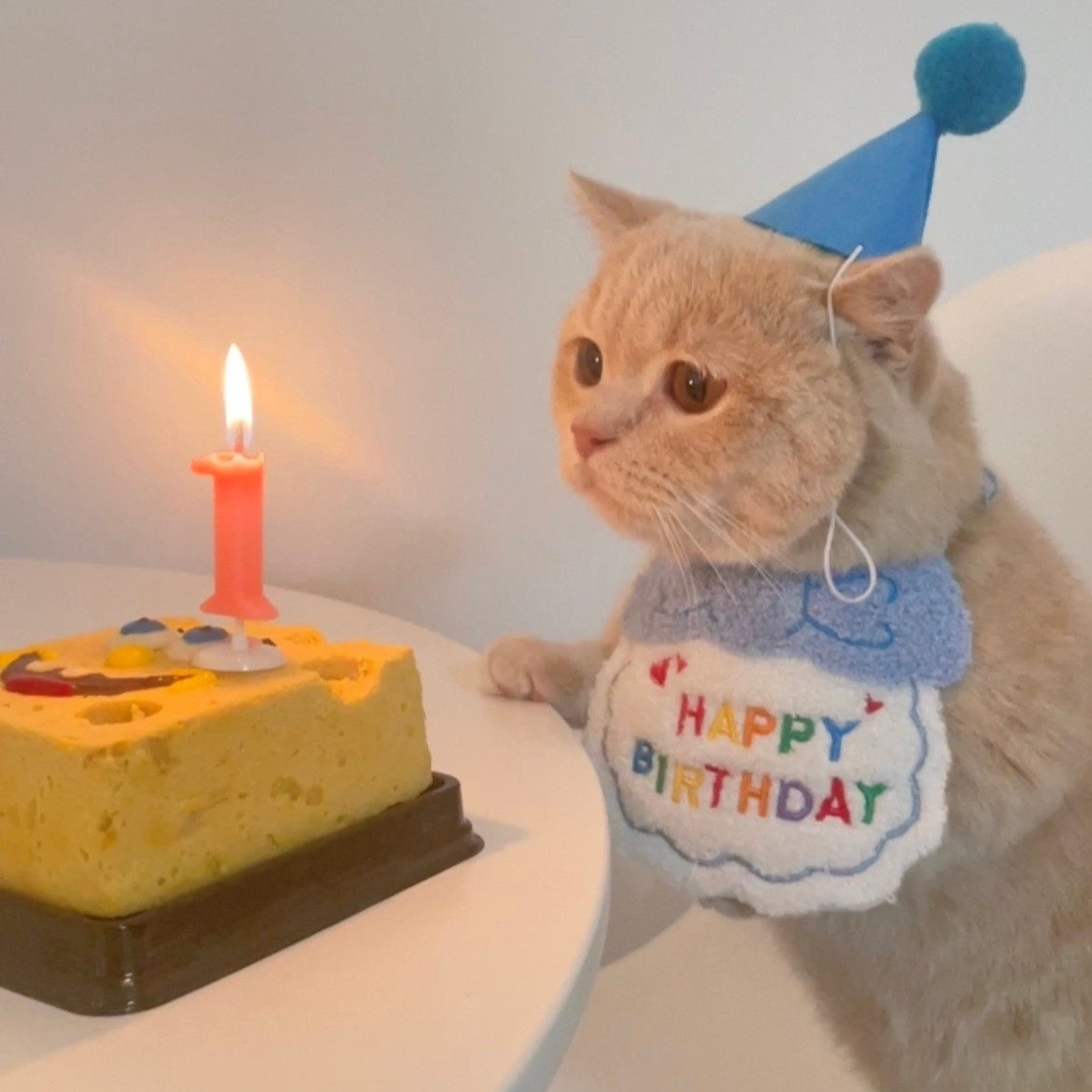 Meow props Korean INS wind pet American short British short cat dog party birthday hat bib saliva towel