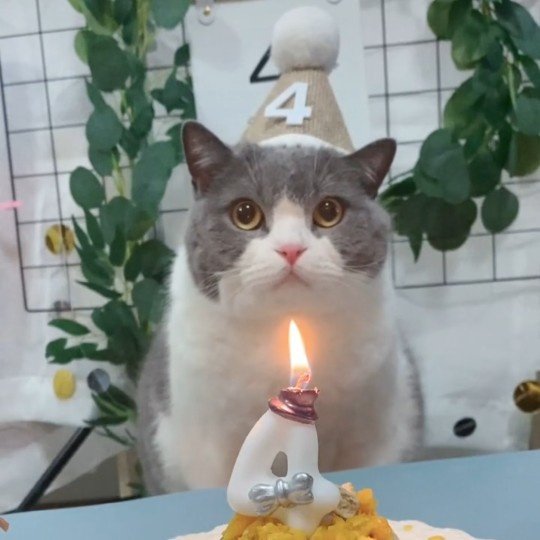 Meow meow ins Fengsen birthday hat little red book children's cat one-year-old decoration net red linen baby pointed hat