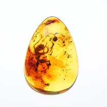 Upper Shiqing Ling Baltic Sea Natural Amber Bug Pendant Pendant Pendant Pendant Original Stone with Insect Water Drop Necklace Specimen