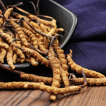 Moxibustion Adheres to the Aweto Dialectic to Learn Yin and Yang Moxibustion Caterpillar Fungus 2g to shoot