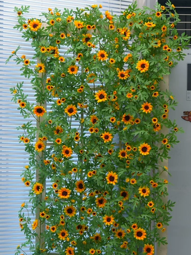 Имитационная подсолнечная винограда, подсолнечник, винограда, пластиковая виноградная лоза Декоративная воздушная кондиционирование стена трубопровода