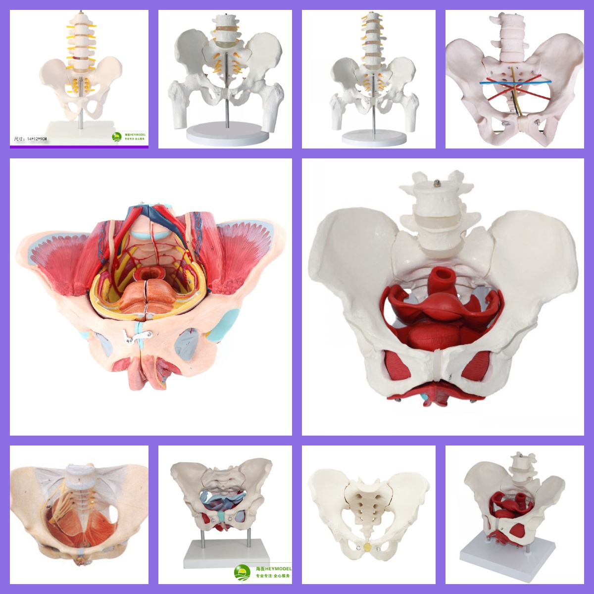 包邮女性骨盆底肌解剖模型子宫附件盆腔结构产后康复教学培训演示