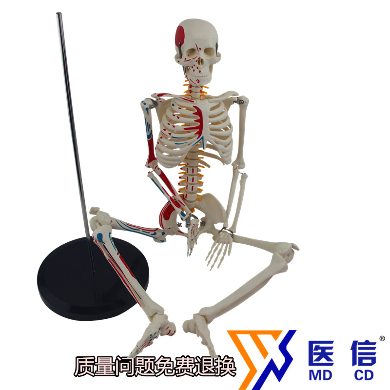 人体骨骼模型85CM 骨架模型 人体骨骼带神经 骨骼肌肉起止点着色