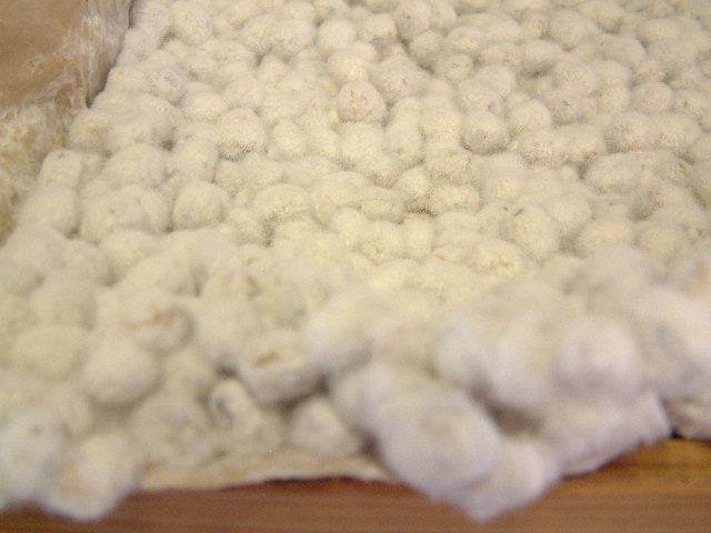 长白菌 <wbr>日本米曲霉 <wbr>种曲20克用于自制盐曲 <wbr>味噌 <wbr>甘酒