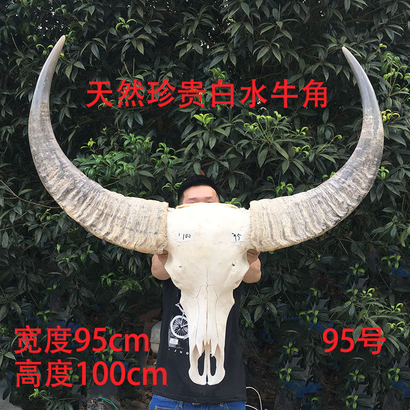 Natural Buffalo Skull Craft Bar Hanging Wall Decorations True Buffalo Specimen Hanging Buffalo Skull Wall