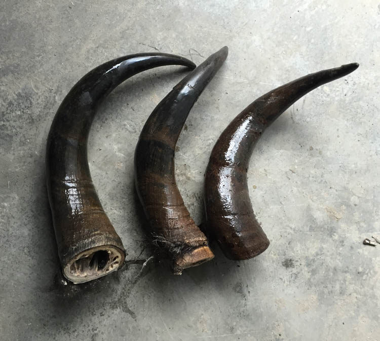 Horn Raw Material Pure Natural Horn Positive yak horn Horn Horn Comb Raw Traditional Chinese Medicine Shank Process Gift Hem of raw material horn