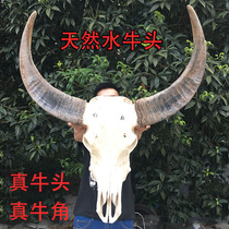 Natural Buffalo Skull Handicraft Bar Pendant Wall Decoration Real Bull Head Specimen Hanging Accessories Buffalo Skull Wall-mounted
