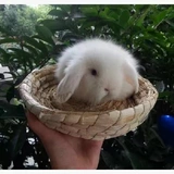 偖 偖?