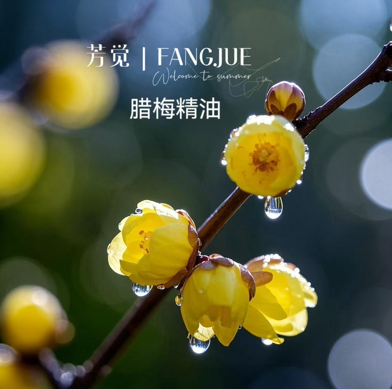 Rare and Hard-To-Find Pure Plum Blossom Essential Oil Extracted from Plum Blossoms with a Strong Floral Fragrance and High-Quality Aroma Rare and Hard-To-Find Pure Plum Blossom Essential Oil Extracted from Plum Blossoms with a Strong Floral Fragrance and High-Quality Aroma