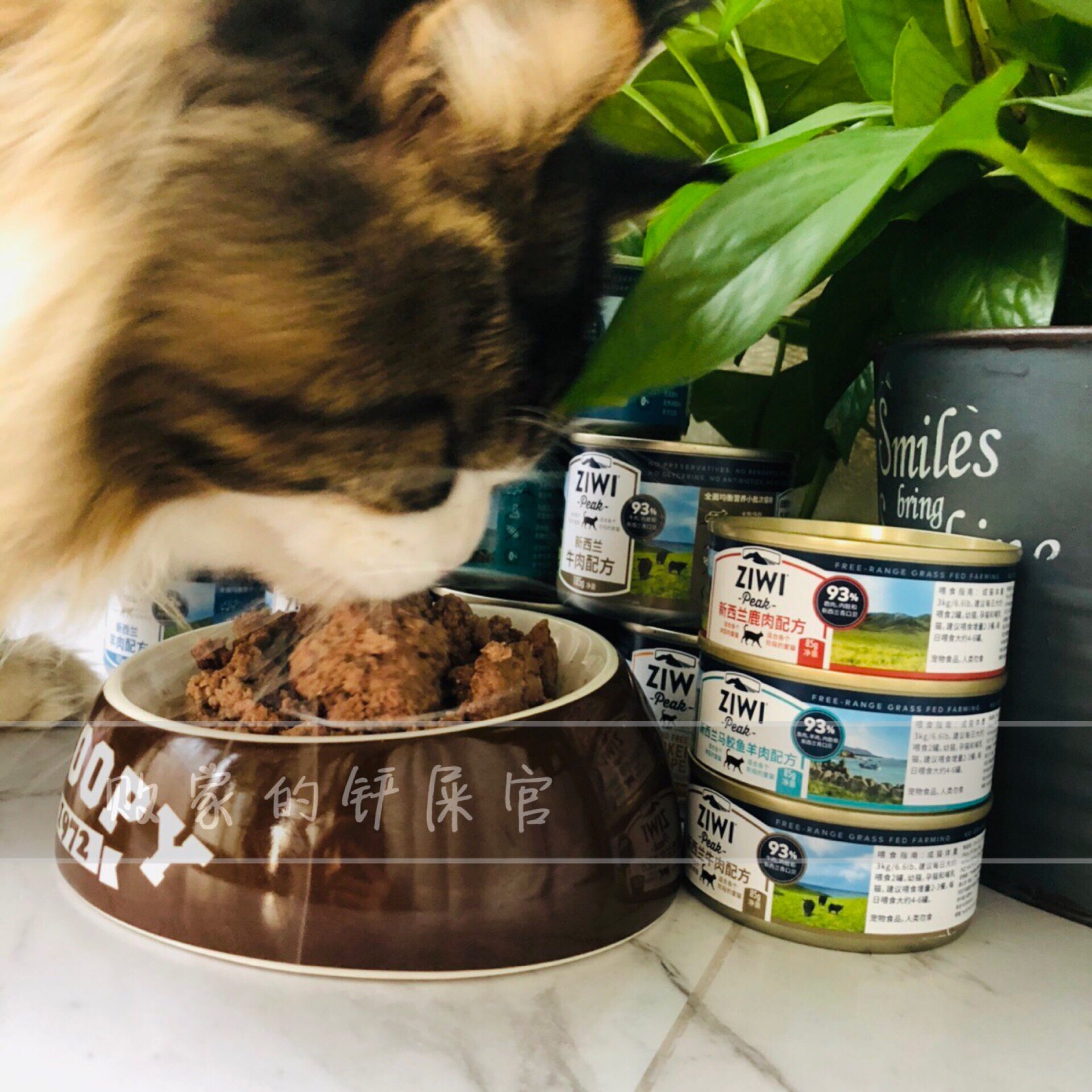 New Zealand's ZiwiPeak peak No Valley fresh meat staple cat cans 85g 185g for cat and cat universal