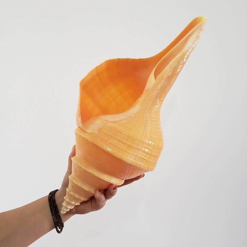 Natural sea snail Australia large long aromas of large seashells white coral pendulum fish tank made of four big names spiking