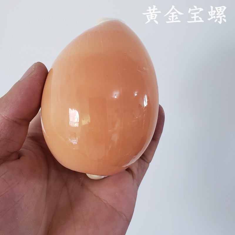 Natural Mega Sea Snail Great Shells Gold Treasure Snail Gift Collection Natural Marine Specimen Fish Tank Coral Building-Taobao