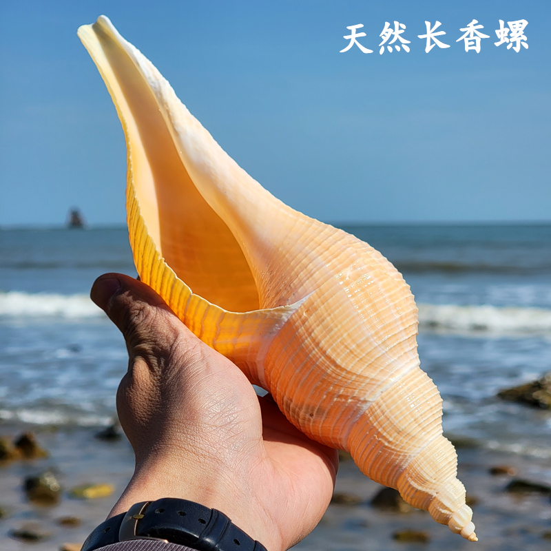 Natural super large conch horn blowing snail specimens, Shell white coral ornaments fish tank landscaping arrangement collection