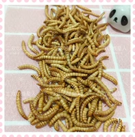 Erhuanjia Hamster Snack Natural Fresh Hread Bug заморожен и сухнет все питание все заблокированные 15G