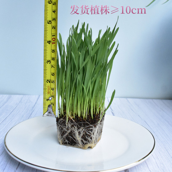 Cat grass has been planted with seeds, hair removal balls, cleaning mouth, cat snacks, gastrointestinal conditioning, potted planting, cat supplies