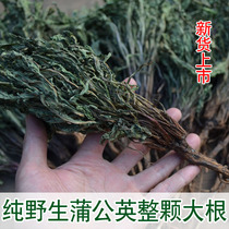 New wild dandelion tea pure natural Special Grade 3 years whole root dry mother-in-law mountain goods 500g