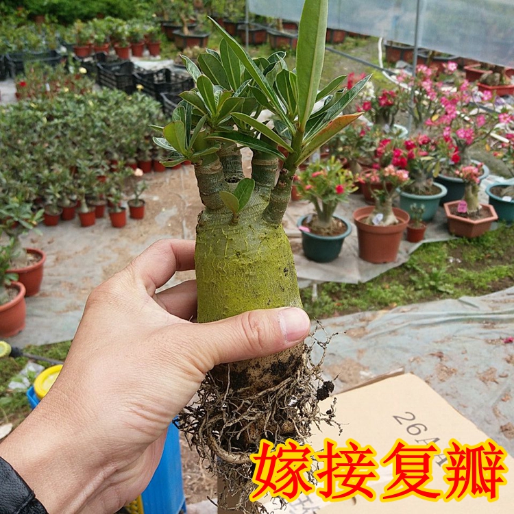 多肉植物老桩蓝石莲红宝石多头群生沙漠玫瑰盆栽种子防辐射包邮