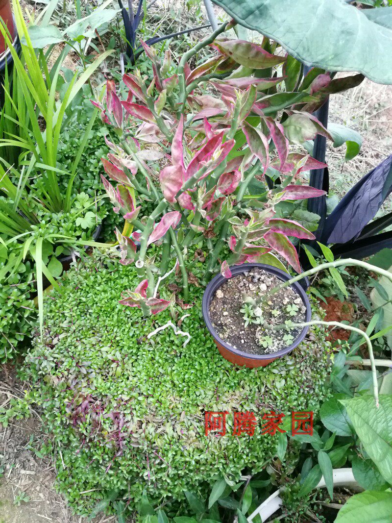 花叶红雀掌花叶红雀珊瑚白雀珊瑚白雀掌室内盆栽水培观叶绿植耐荫 花叶红雀掌花叶红雀珊瑚白雀珊瑚白雀掌室内盆栽水培观叶绿植耐荫
