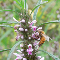 Bee mother and mother grassland honey origin: Hulunbuir Prairie