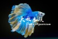 大嗷水族的LOGO