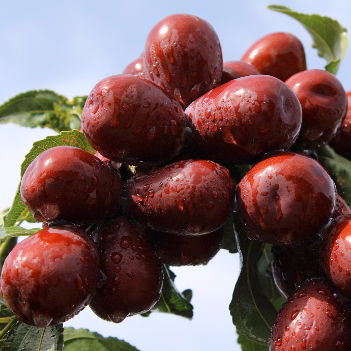 (Xiaoqian Shan Zhen) Natural air-dried Jujube 2019 New Jujube 500g without washing on the tree