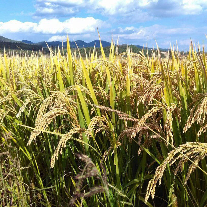 (Xiaoqian Shanzhen) The original ecology of Northeast rice does not polish and does not polish the left embryo rice 1 kg per serving