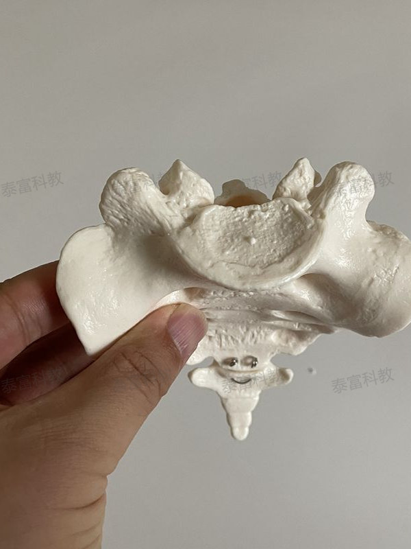 Human Spine Model Sacrum Sacral Vertebra Mold Coccyx Tailbone Natural Large Medical Orthopedic Acupressure Bone Fitness