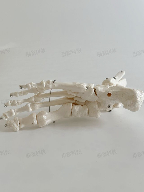 Taifu Model Ankle Joint with Leg Bone, Foot Bone Specimen, Follow Bone Bulk Craft Art Medical Teaching Decoration