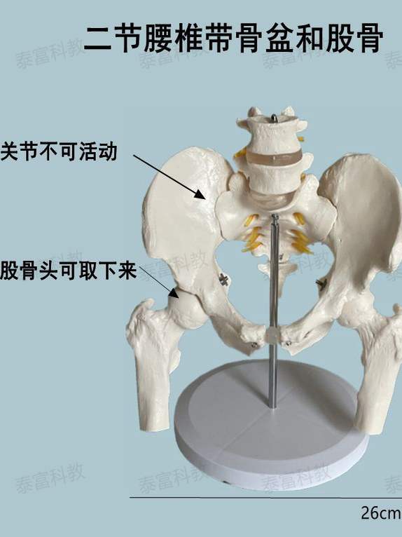 Human Lumbar Spine with Pelvic Model, Orthopedic Function, Home Care Training, Postpartum Rehabilitation, Yoga, Traditional Chinese Medicine Massage, Medical Use
