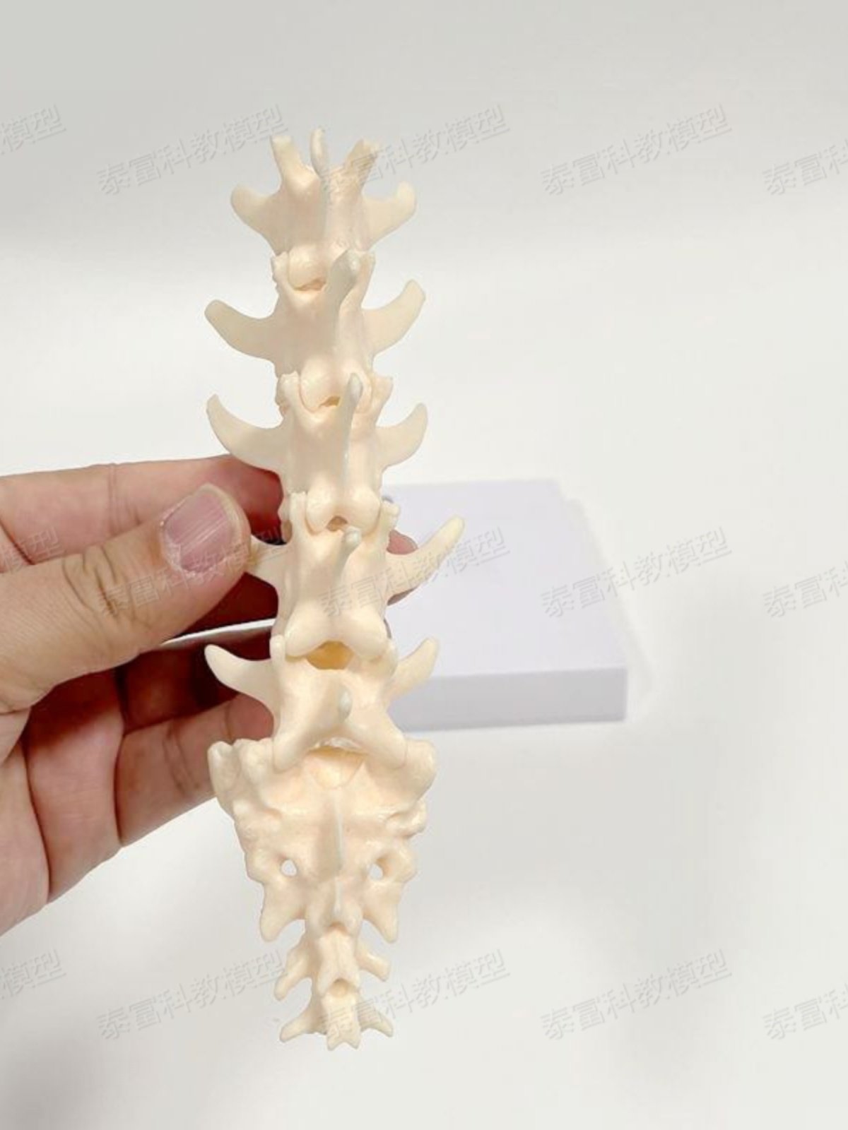 Dog Spine Model Real Inverted Model Lumbar Joint Shoulder Blade Upper and Lower Limb Hip Joint Pelvic Veterinary Pet Dog Bone