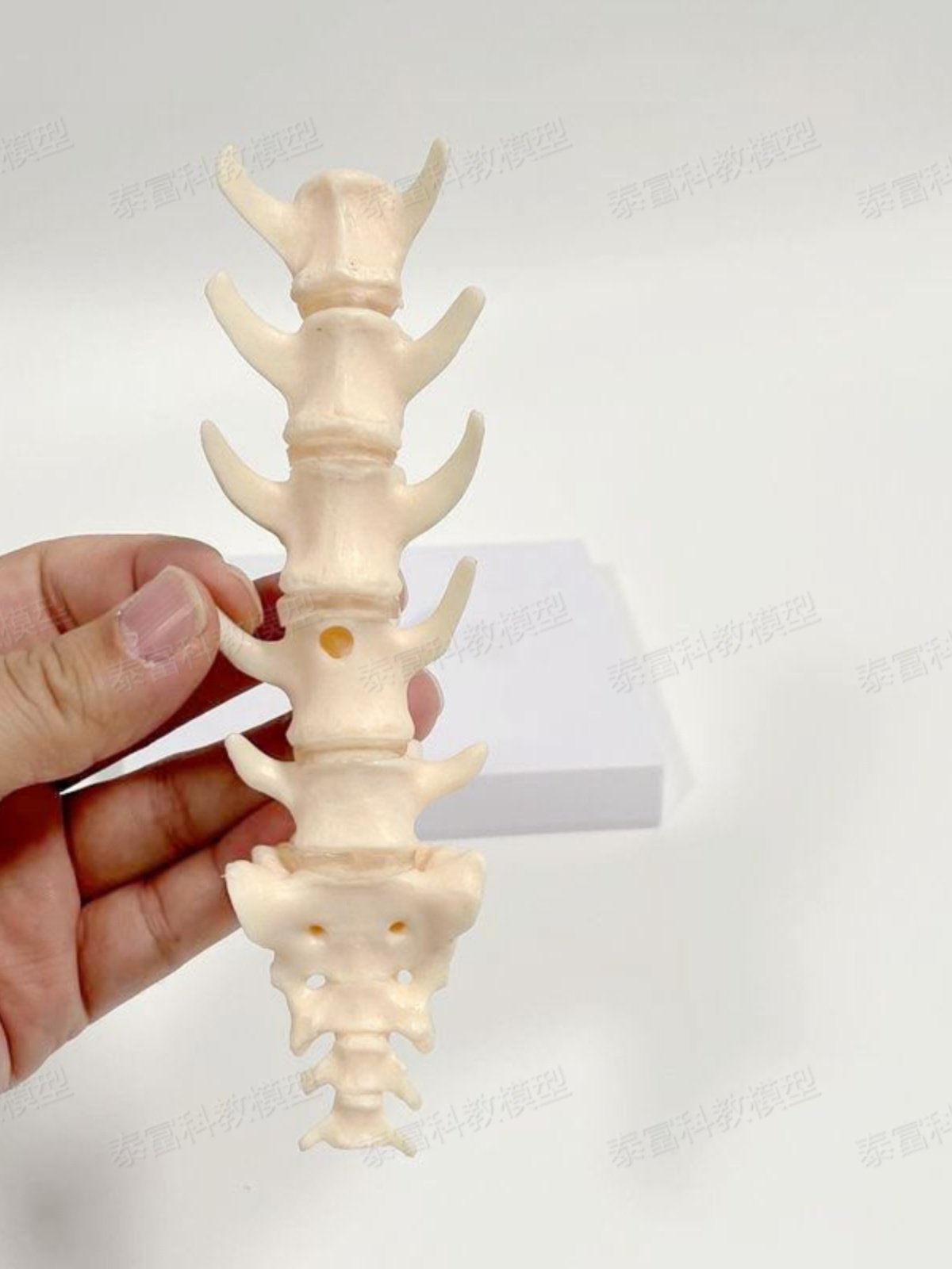 Dog Spine Model Real Inverted Model Lumbar Joint Shoulder Blade Upper and Lower Limb Hip Joint Pelvic Veterinary Pet Dog Bone