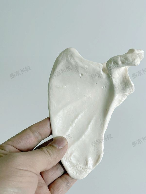 Human Scapula Model Left and Right Simulated Plastic Material Medical Anatomy Specimen Clavicle Shoulder Joint Yoga Rehabilitation