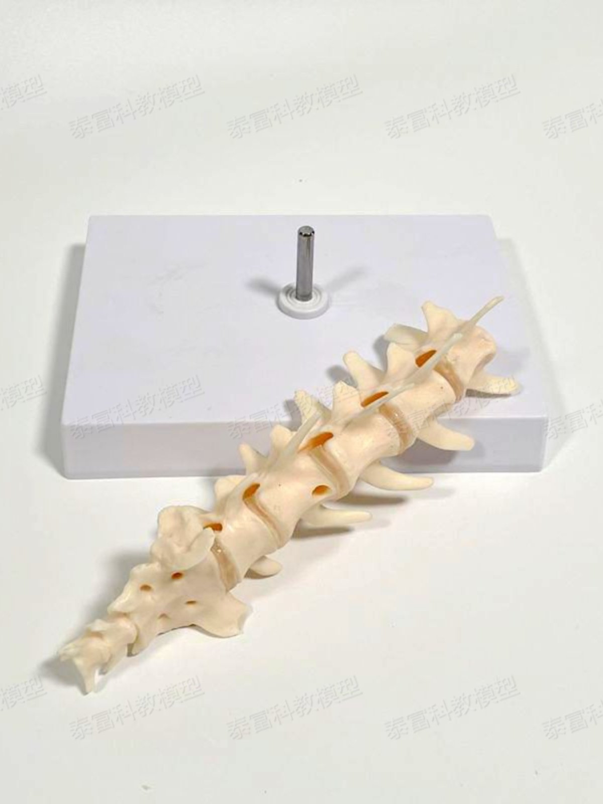 Dog Spine Model Real Inverted Model Lumbar Joint Shoulder Blade Upper and Lower Limb Hip Joint Pelvic Veterinary Pet Dog Bone