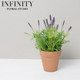 French Pastoral Artificial Red Pottery Small Potted Lavender Living Room Decoration ins Plant Ornaments Plastic Fake Flowers Korean Style