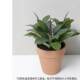 Nordic Home Potted Green Plant Ornaments Indoor Decoration Artificial Oak Tree Red Clay Flower Pot Desktop ins Style